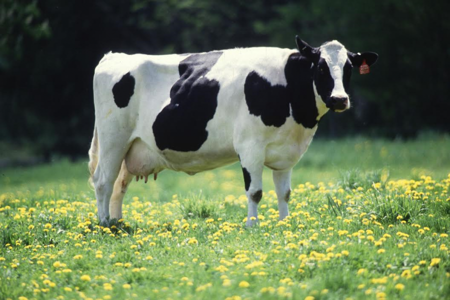 Discovery In What Causes Mad Cow Disease