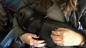Debate on Emotional Support Animals on Planes