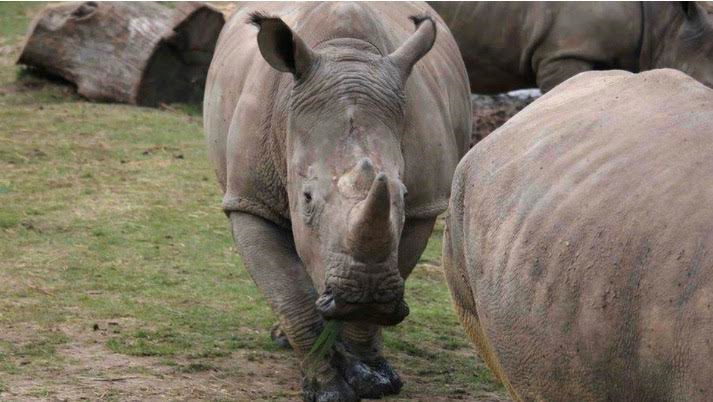 Poachers Killed Rhino for Horns in France