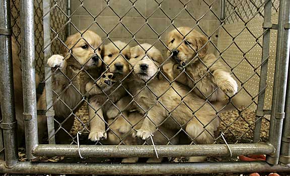 The Truth About Puppy Mills
