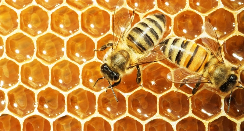 The+Bees+Are+Still+Struggling