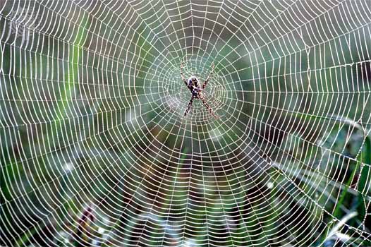 New Fabric: Spider Silk is a Hopeful Creation