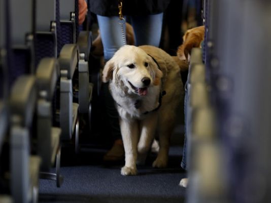 Should Service Animals Be Allowed On Airplanes?