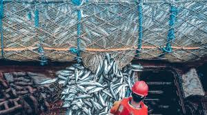 Overfishing: How Its Killing the Ecosystem