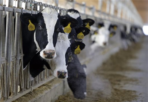 Cows on a dairy farm.