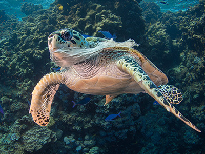 https://www.mcsuk.org/news/turtle-eats-plastic-bag