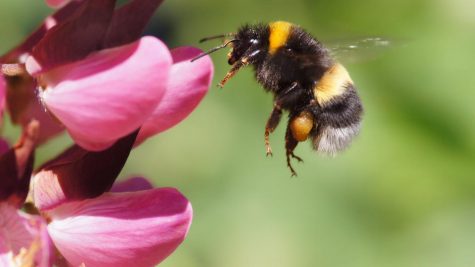American Bumblebee In Danger? (Alongside Others)