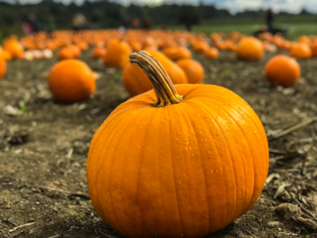 Where Can You Find the Best Pumpkin Spice Latte in Corona?