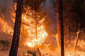 Forest Fires: Can they actually help the enviornment?