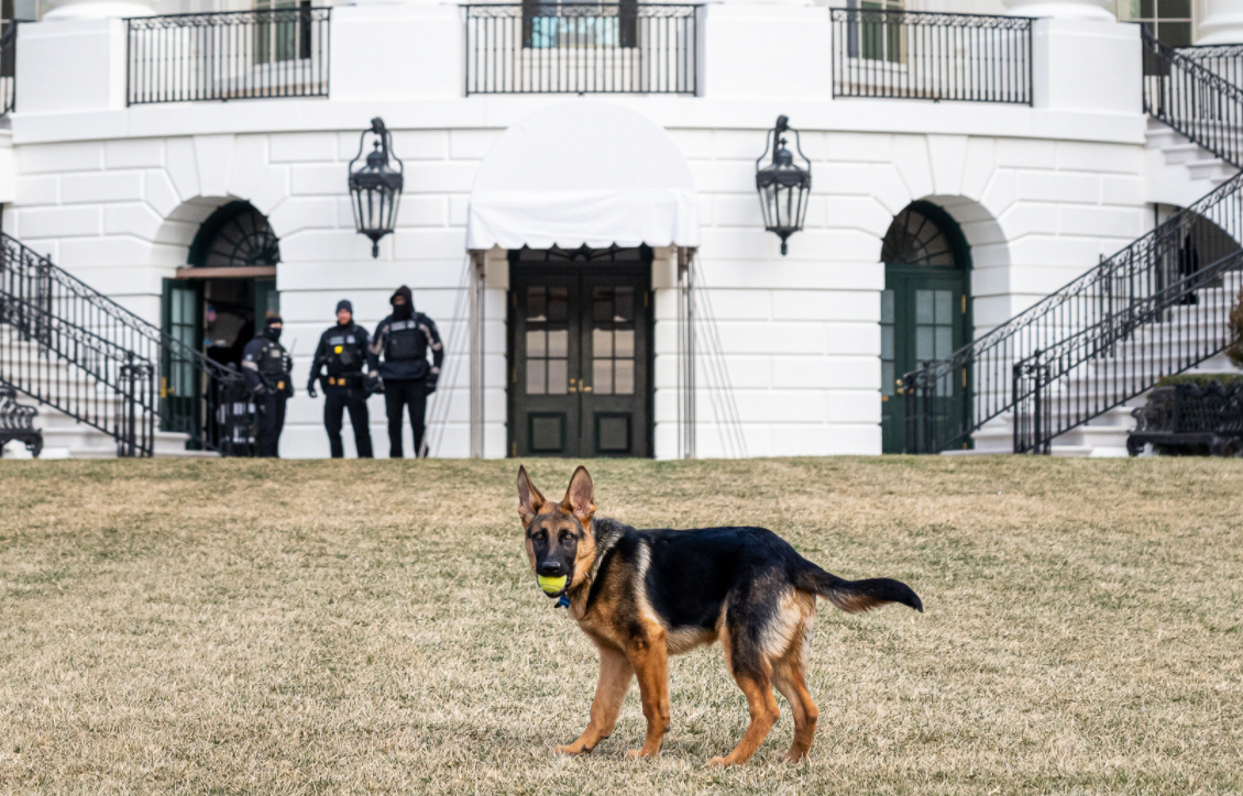President Biden’s dog Bites Secret Service Officer