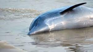 https://www.cnn.com/2023/10/01/americas/amazon-river-dolphins-dead-temperatures-drought-intl-hnk/index.html