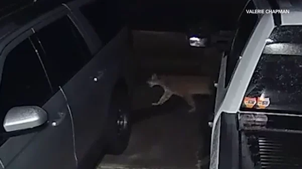 Mountain Lion Spotted in Riverside County