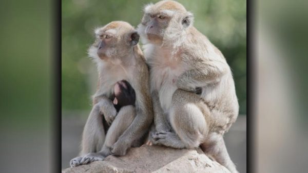 https://www.google.com/url?sa=i&url=http%3A%2F%2Fwww.msn.com%2Fen-us%2Fnews%2Fus%2Fmore-than-2-dozen-monkeys-recovered-after-escaping-facility-in-south-carolina-officials-say%2Far-AA1tQREW%3Fapiversion%3Dv2%26noservercache%3D1%26domshim%3D1%26renderwebcomponents%3D1%26wcseo%3D1%26batchservertelemetry%3D1%26noservertelemetry%3D1&psig=AOvVaw1ePwFSi-8hvLfQZd2RhxTJ&ust=1732306163498000&source=images&cd=vfe&opi=89978449&ved=0CBcQjhxqFwoTCLi9oL2d7okDFQAAAAAdAAAAABAE