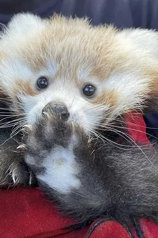 Baby Red Panda Dies In Zoo Due To Stress From Fireworks