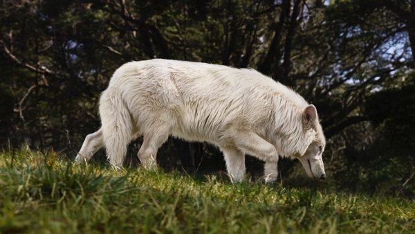 Scientists Claim to Have Resurrected Dire Wolves from Extinction