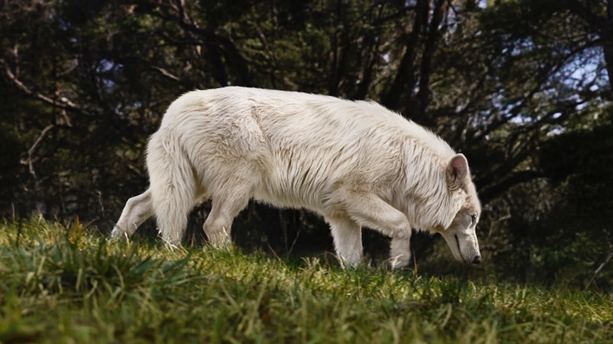 Scientists Claim to Have Resurrected Dire Wolves from Extinction