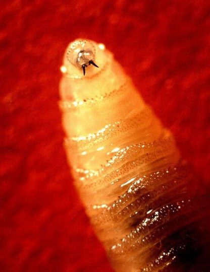 Deadly Flesh-eating Parasite Identified on First Human Case in the US
