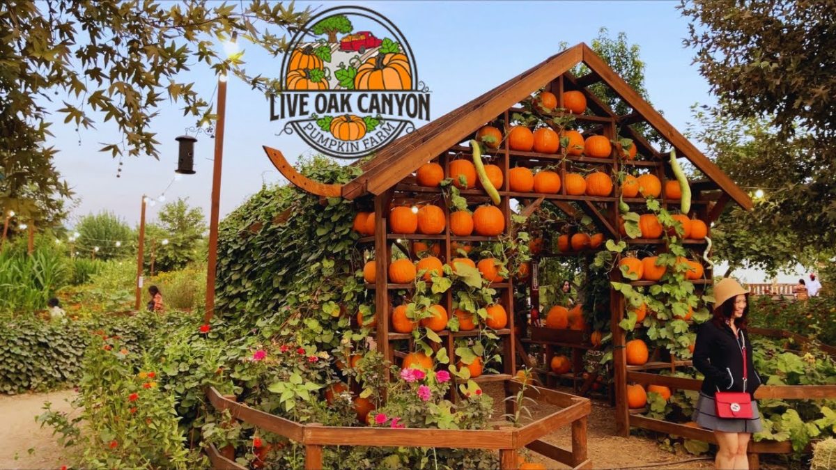 Pumpkin Spice & Autumn Vibes: SoCal’s Top 5 Fall Destinations to Visit This Season