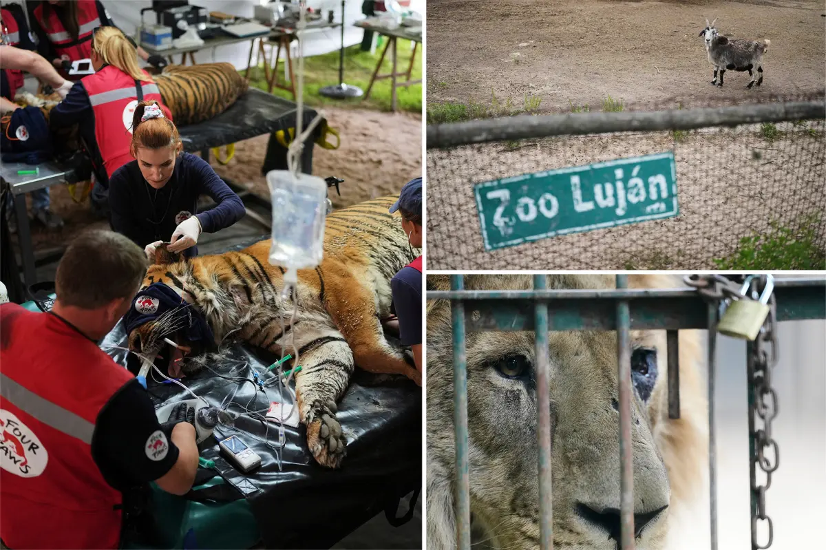 Sixty-Two Big Cats Left to Die: The Shocking Story Behind Argentina’s Abandoned Zoo