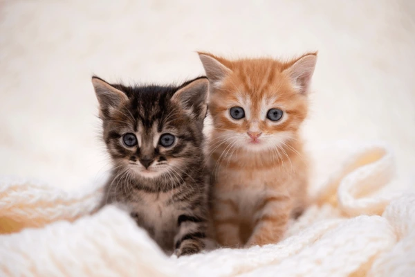 California To Ban The Declawing Of Cats