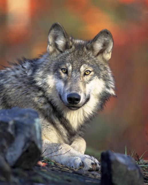 Source: Washington Department of Fish and Wildlife.